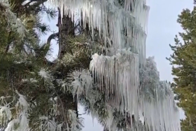 Saimbeyli'de Kar Esareti Sanata Dönüştü: Çam Ağaçları Buz Tuttu!
