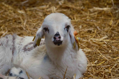 Bandırma’da Koyunculukta Suni Tohumlama Devrimi: Et Verimi Katlanacak!