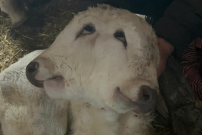 Şenkaya’da Nadir Olay: Veterinerler Bile Hayrete Düştü