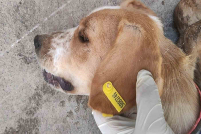 Sokak Hayvanları İçin 7,7 Milyon TL’lik Destek