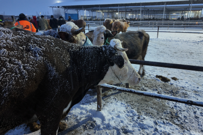 Türkiye’nin En Büyük Hayvan Pazarı Soğuğa Teslim