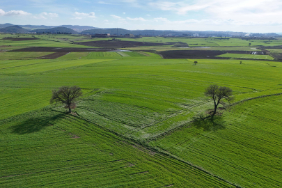 Edirne'de Yağışlar Yüz Güldürdü: Çiftçiye Yüksek Rekolte Uyarısı