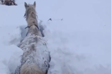 Kars'ta 1 Metreyi Aşan Kara Saplanan At Kendi Çabasıyla Kurtuldu