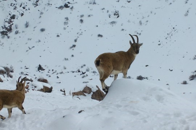 Niğde'de Yaban Hayatına Fotokapanlı Kış Desteği
