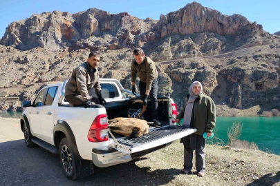 Elazığ Keban'da Yaralı Dağ Keçisi İçin Seferberlik