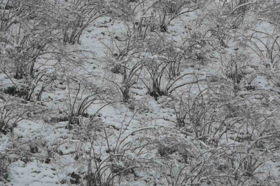 Ordu'da Kar Yağışı Fındık İçin Don Riski Mi?