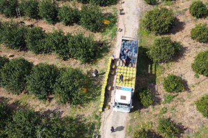 Dikenli Limon Üreticiyi Sevindirdi