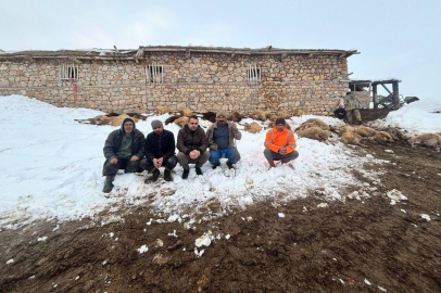 Erzincan Kemah'ta 80 Koyun Telef Oldu, Yem Şüphesi Var!