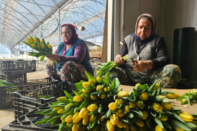 Antalya'da Topraksız Tarımla Yılda 500 Bin Suda Lale Üretiliyor