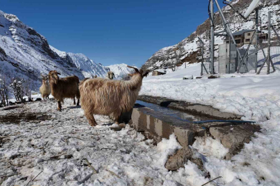 Keçi Köyü Boşalıyor: Gençler Şehre Gidiyor