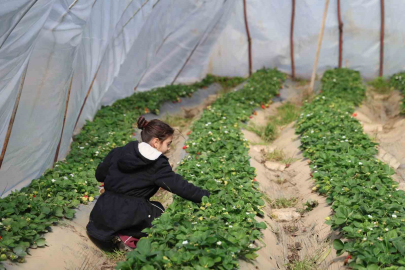Adana Kozan'da Narenciye Yerine Çilek Üreten Çiftçi Kazandı