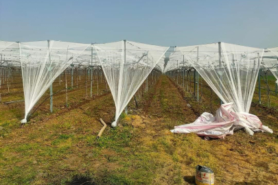 Sarıgöl Ovasında Üzüm Seferberliği: Doluya Karşı Fileli Önlem