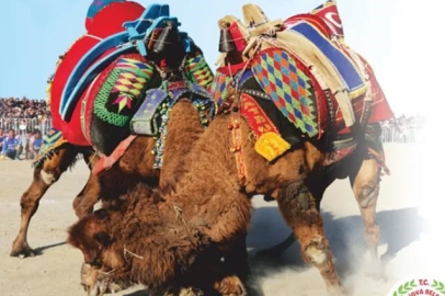 Deve Güreşleri Yeniden Başlıyor