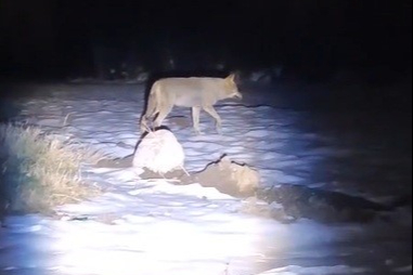 Kar Artınca Dağdan İndi: Aç Kurt Erzincan'da Görüntülendi
