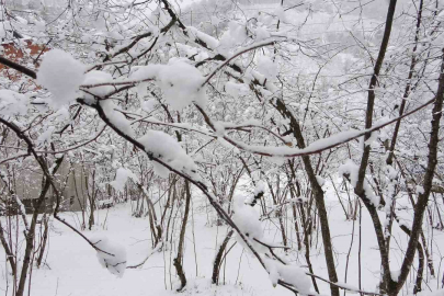 Kar ve Soğuk Hava Fındık İçin Risk Değil