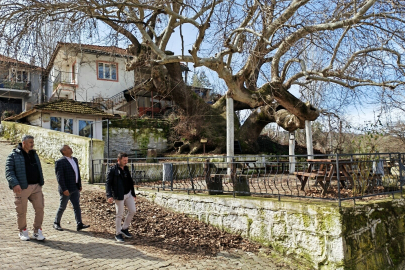 Manisa'da 2 Bin Yıllık Heybetli Çınar Ziyaretçilerini Büyülüyor