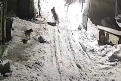 Aç Kalan Kurtlar Köye İndi, Köpeği Alıp Götürdü