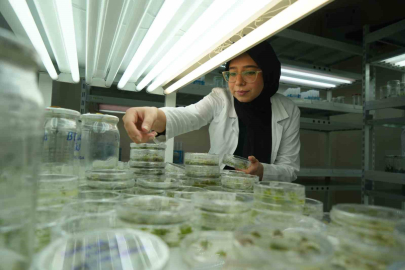 Bilim İnsanları Kuraklığa Dayanıklı Domates Geliştiriyor