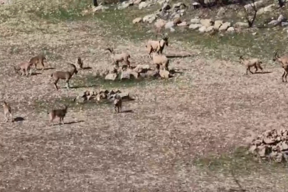 Kaçak Avına 940 Bin Lira Ceza Var