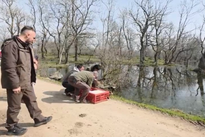 Karacabey Longozları’nda Yaban Hayatı Yeniden Özgür