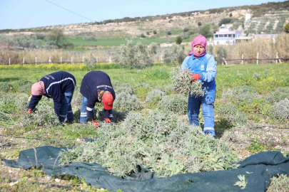Adaçayı Hasadı Yağ Üretimine Dönüştü