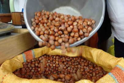 Düzce'den Avrupa'ya İki Ayda 1.837 Ton Fındık İhracatı