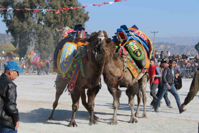Aydın'da Deve Güreşleri Heyecanı Yeniden Başlıyor