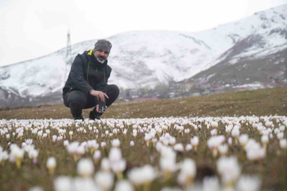 Muş Ovası'nda Karların Erimesiyle Çiğdem Şöleni Başladı