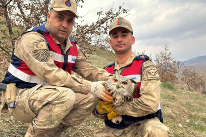Nesli Tükenmekte Olan Baykuş Koruma Altına Alındı