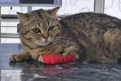 Düzce'nin Kedi ve Köpek Maması İhracatı Hız Kesmiyor