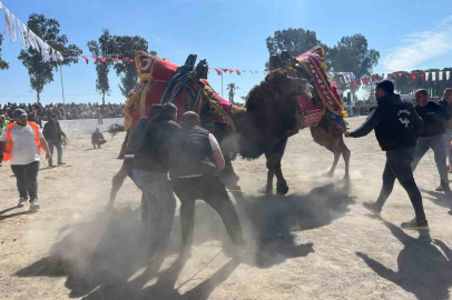 Karantina Sonrası İlk Deve Güreşi İncirliova’da Büyük İlgi Gördü