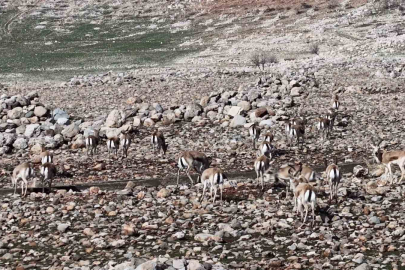 Cudi Dağı’nda Ceylan Sayısı 165’e Ulaştı