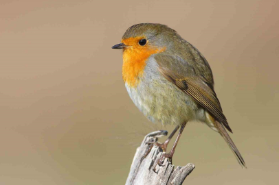 Türkiye’de 179 Türden 34 Bin Kuş Halkalandı