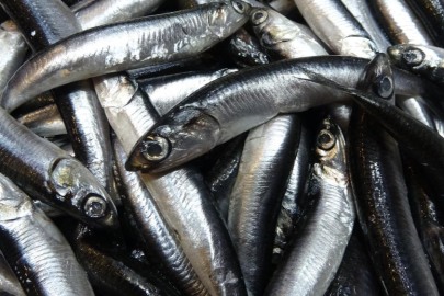 Hamsi İhracatında İlk Sıra Ukrayna’nın