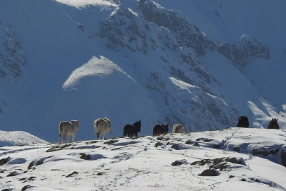 Munzur Dağları’nda Yılkı Atları Karlar Arasında Görüntülendi