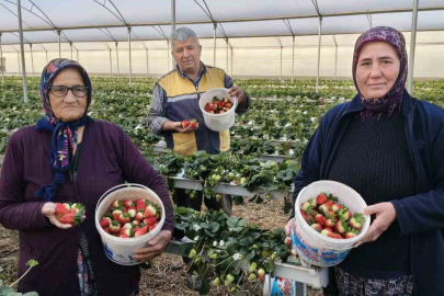 Silifke Çileğinde Hasat Başladı: Kilosu 160 TL’ye Kadar Çıkıyor