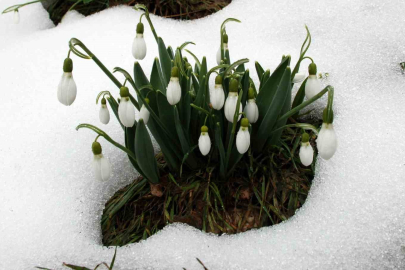 Toros Kardeleni İçin Yeni Dönem: Doğadan Toplama Yasak