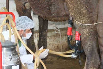 Deve Sütü Şifası Laboratuvarda: Gıdaların Ömrü Aydın'da Uzayacak