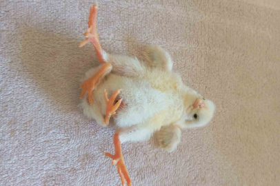 Diyarbakır'da Kümeste Sürpriz: Dört Ayaklı Civciv Şaşırttı