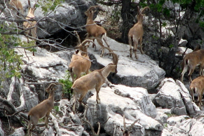 Karlı Dağlardan Sıcak Bahçelere: Akseki'de Yaban Keçisi Sürprizi