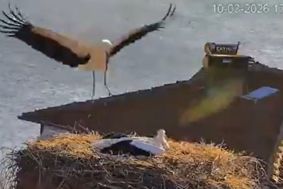 Yaren Leylek Eşi Nazlı’ya Kavuştu