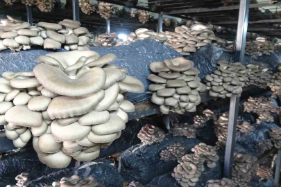 Çarşamba'da Devlet Destekli İstiridye Mantarı Hasadı Büyülüyor