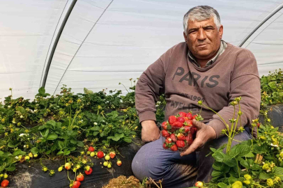 Dört Mevsim Bereket: Tescilli Köprübaşı Çileği Yüzleri Güldürüyor