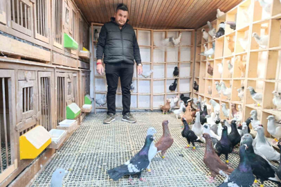 Memurluğu Bıraktı, Güvercin Tutkusunu Mesleğe Dönüştürdü