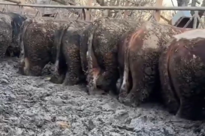 Sosyal medyadaki görüntüler sonrası inceleme