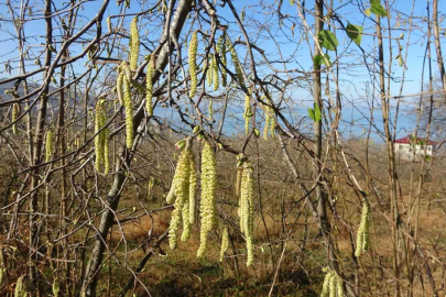 Giresun'da Fındık Üreticisine Uyarı: Komşuyu Değil Toprağı Dinleyin
