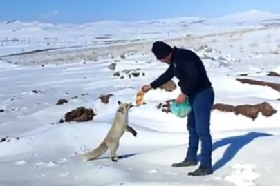 Ahlat'ta Maden İşçilerinin Tilki Mesaisi