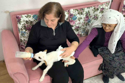 Öksüz Kuzu Balım'a Bebek Beziyle Evde Bakım