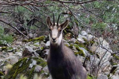 Sarp Kayalıkların Ustaları Görüntülendi