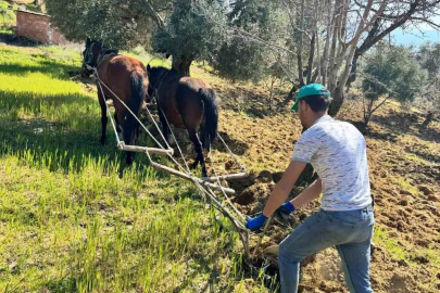 Traktörün Giremediği Tarlada Atlı Üretim